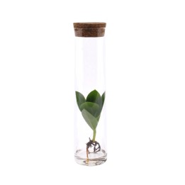 Clusia In Tube Glas - Ø5Cm - ↕15Cm