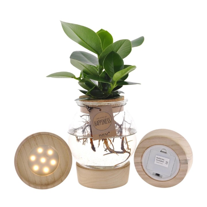Clusia In Bolglas + Klikkurk + Led - Ø12Cm - ↕30Cm