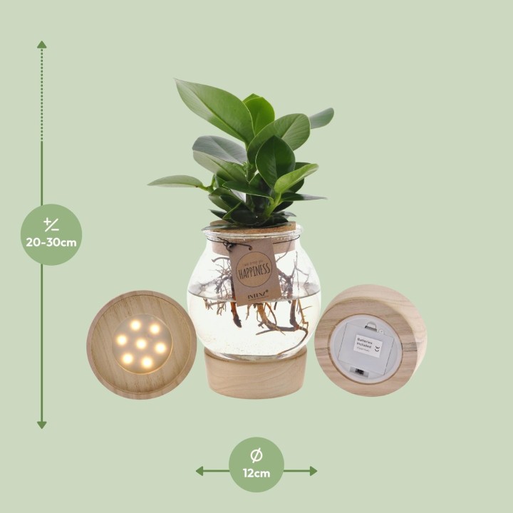 Clusia In Bolglas + Klikkurk + Led - Ø12Cm - ↕30Cm