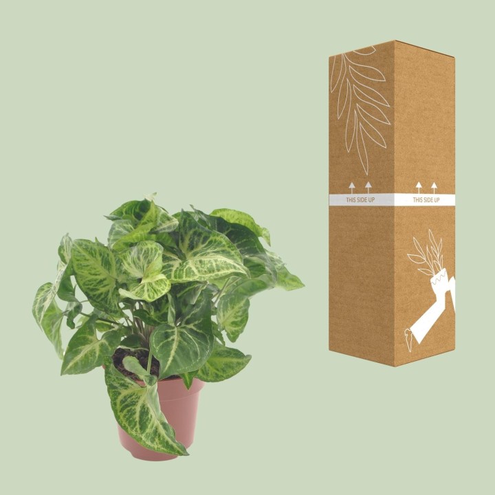 Syngonium Arrow - Ø12Cm - ↕25Cm