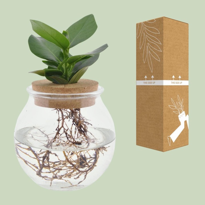 Clusia In Bolglas + Klikkurk - Ø12Cm - ↕30Cm