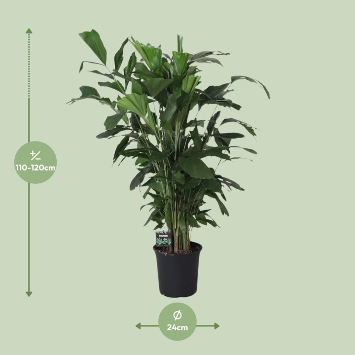 Caryota Mitis - Ø24Cm - ↕120Cm