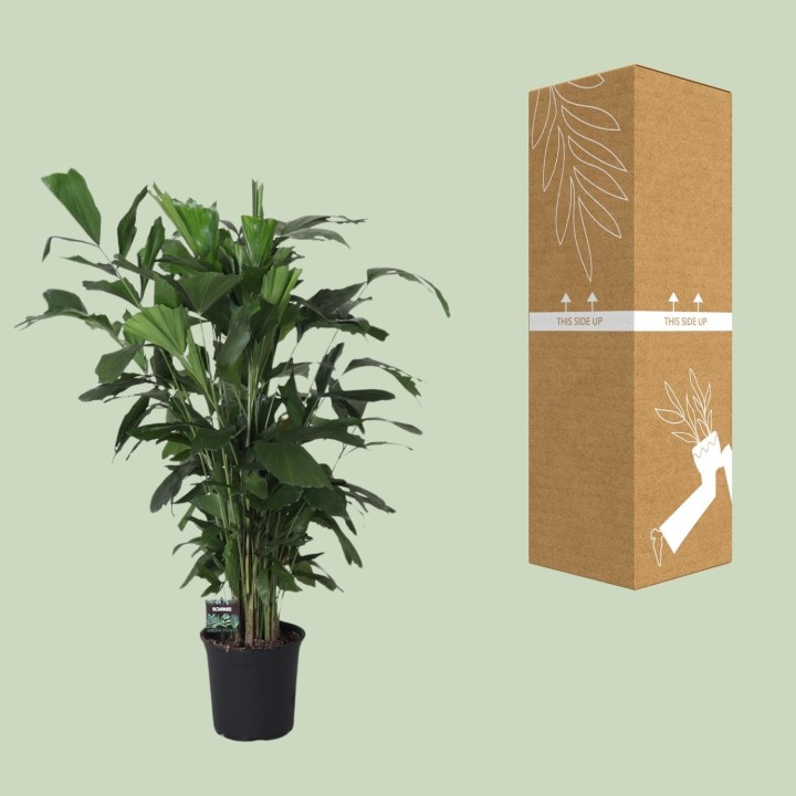 Caryota Mitis - Ø24Cm - ↕120Cm