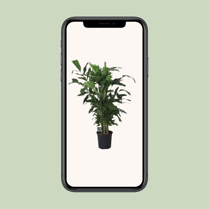 Caryota Mitis - Ø24Cm - ↕120Cm