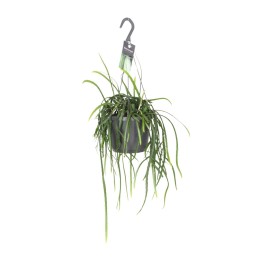 Lepisium Bolivianum - Ø17Cm - ↕40Cm