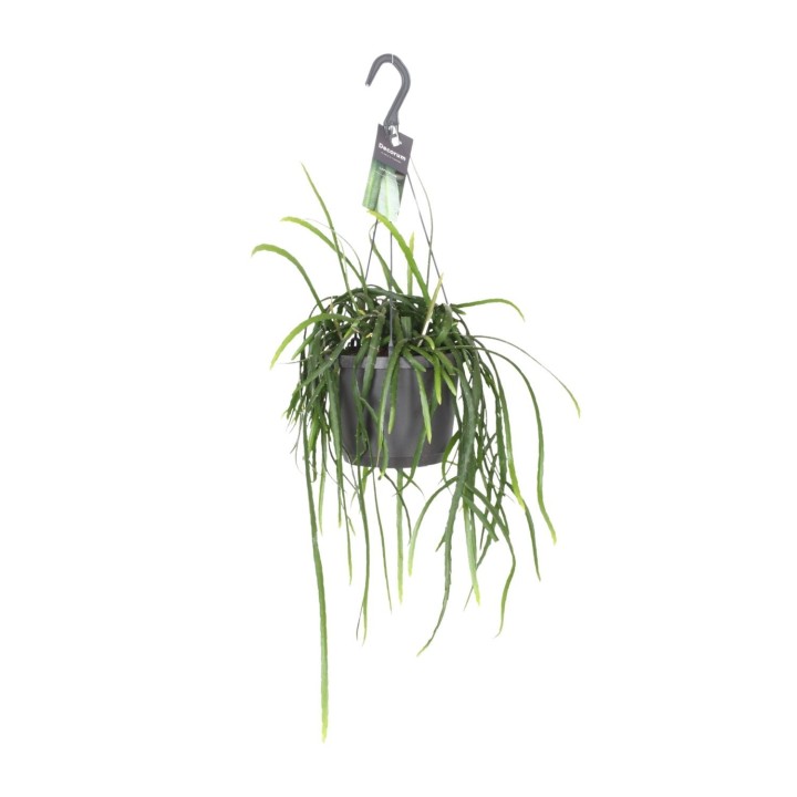 Lepisium Bolivianum - Ø17Cm - ↕40Cm