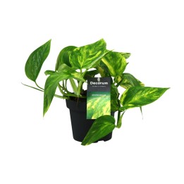 Scindapsus (Epipremnum) Pinnatum Hicolor - Ø12Cm - ↕20Cm
