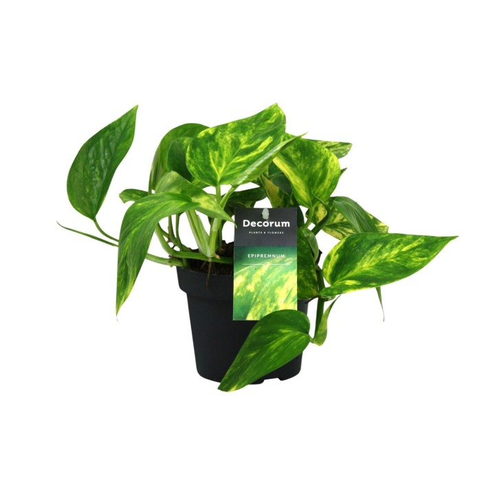 Scindapsus (Epipremnum) Pinnatum Hicolor - Ø12Cm - ↕20Cm