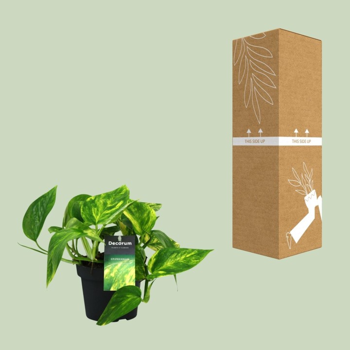 Scindapsus (Epipremnum) Pinnatum Hicolor - Ø12Cm - ↕20Cm
