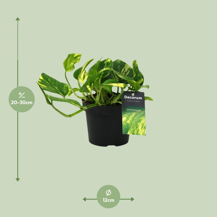 Scindapsus (Epipremnum) N'joy Gold - Ø12Cm - ↕25Cm