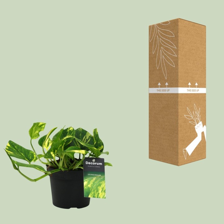 Scindapsus (Epipremnum) N'joy Gold - Ø12Cm - ↕25Cm