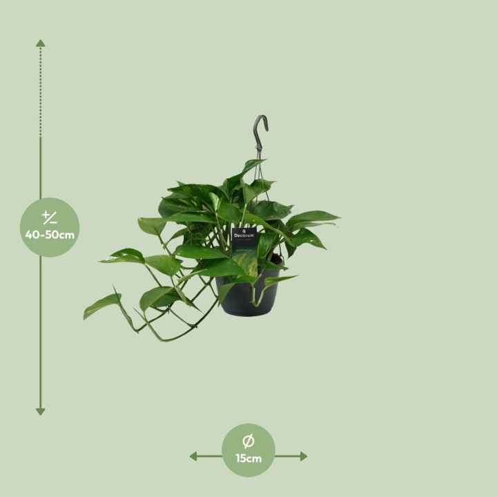 Scindapsus (Epipremnum) - Ø15Cm - ↕45Cm