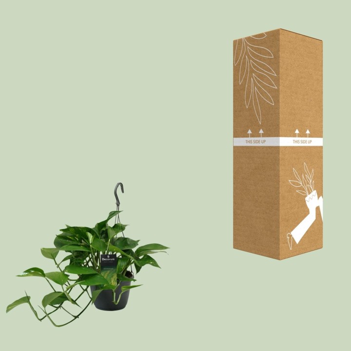 Scindapsus (Epipremnum) - Ø15Cm - ↕45Cm