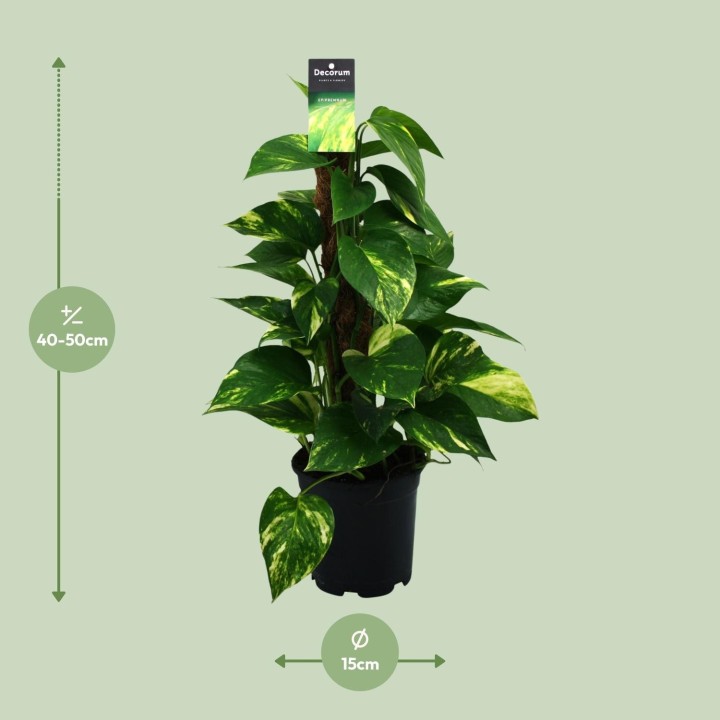 Scindapsus (Epipremnum) - Ø15Cm - ↕50Cm