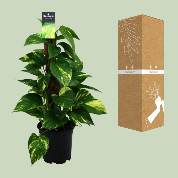 Scindapsus (Epipremnum) - Ø15Cm - ↕50Cm