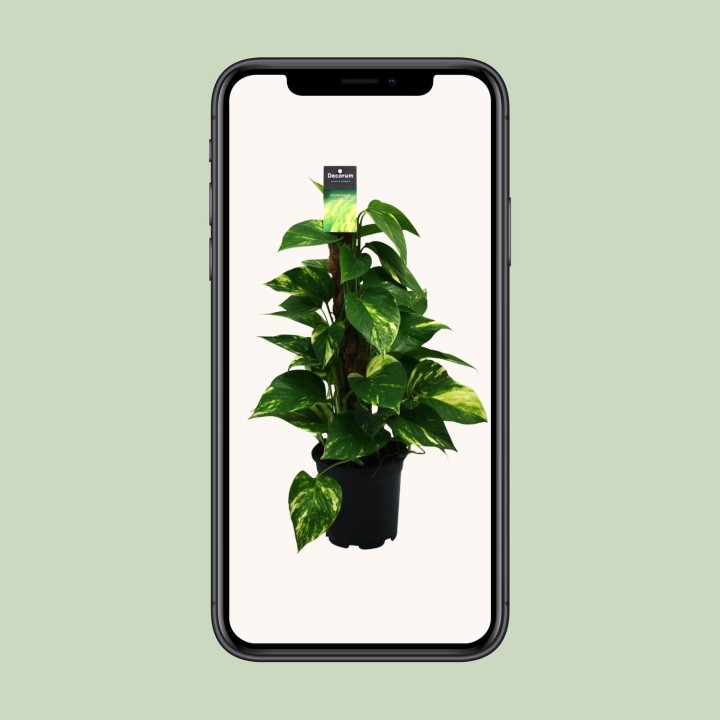 Scindapsus (Epipremnum) - Ø15Cm - ↕50Cm