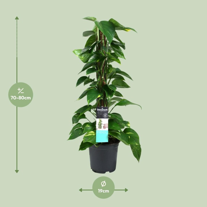 Scindapsus (Epipremnum) - Ø19Cm - ↕80Cm