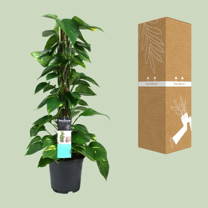 Scindapsus (Epipremnum) - Ø19Cm - ↕80Cm