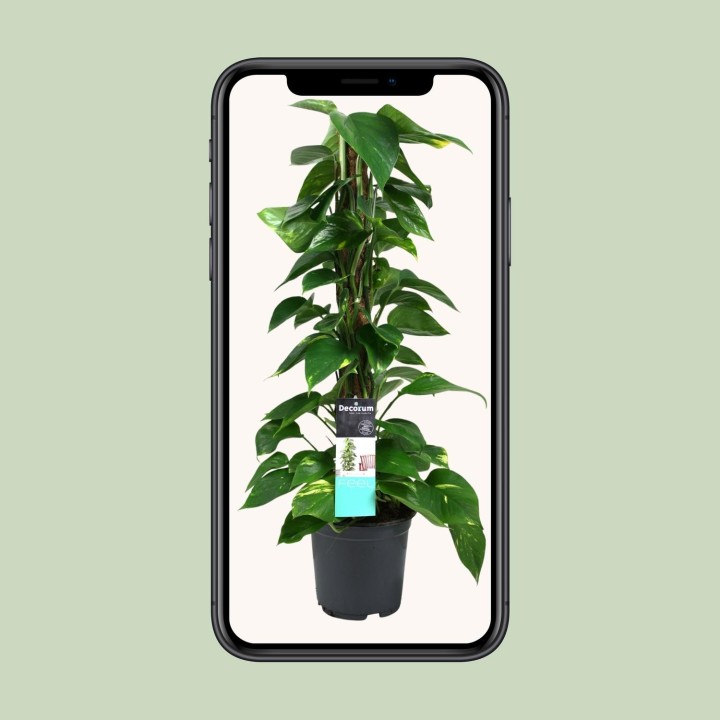 Scindapsus (Epipremnum) - Ø19Cm - ↕80Cm