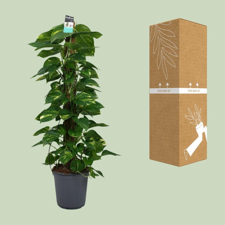 Scindapsus (Epipremnum) - Ø24Cm - ↕120Cm