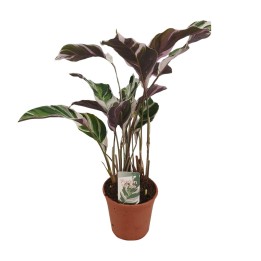 Calathea Fusion White Basic - Ø14Cm - ↕40Cm