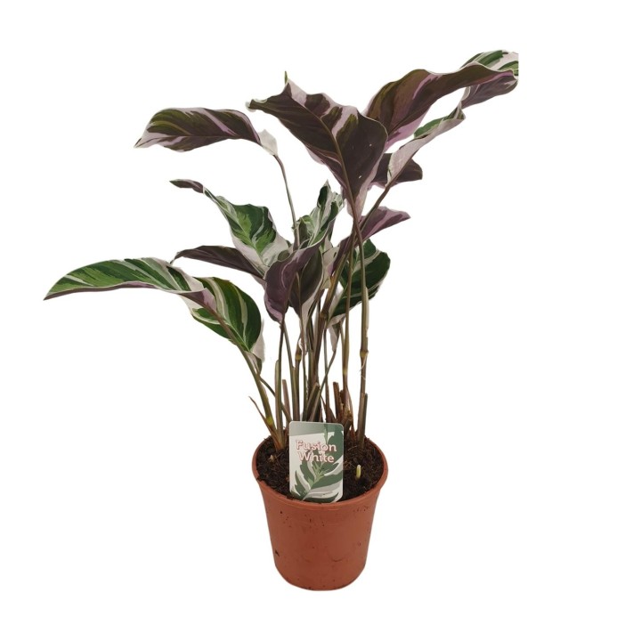 Calathea Fusion White Basic - Ø14Cm - ↕40Cm