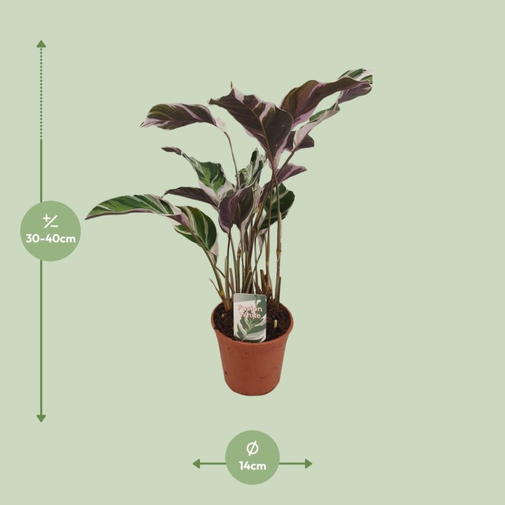 Calathea Fusion White Basic - Ø14Cm - ↕40Cm