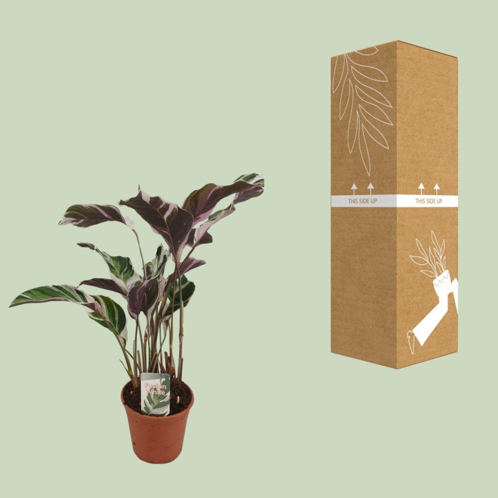 Calathea Fusion White Basic - Ø14Cm - ↕40Cm