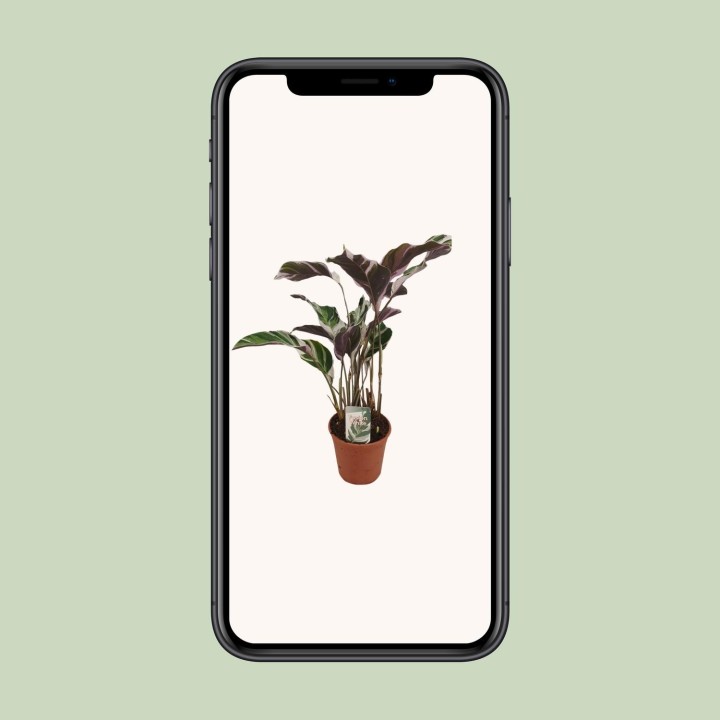 Calathea Fusion White Basic - Ø14Cm - ↕40Cm