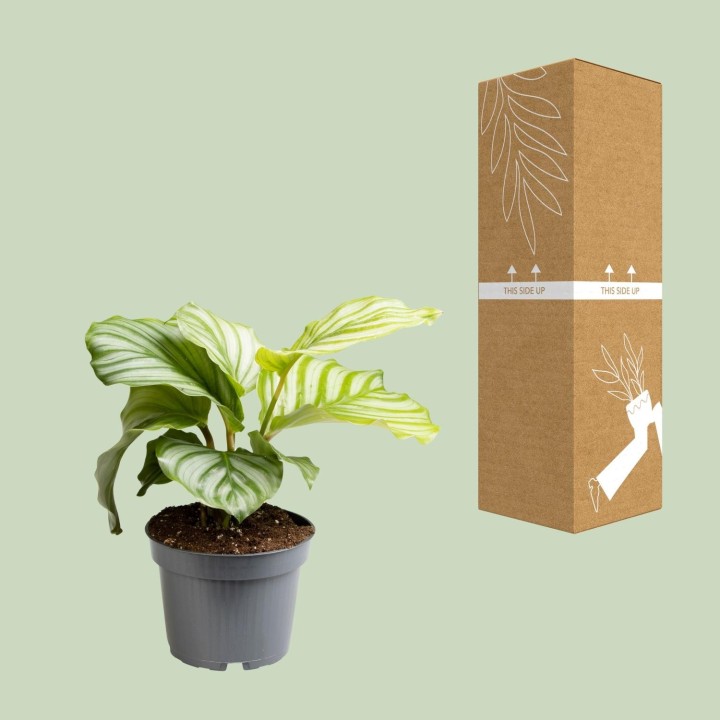 Calathea Orbifolia - Ø12Cm - ↕25Cm
