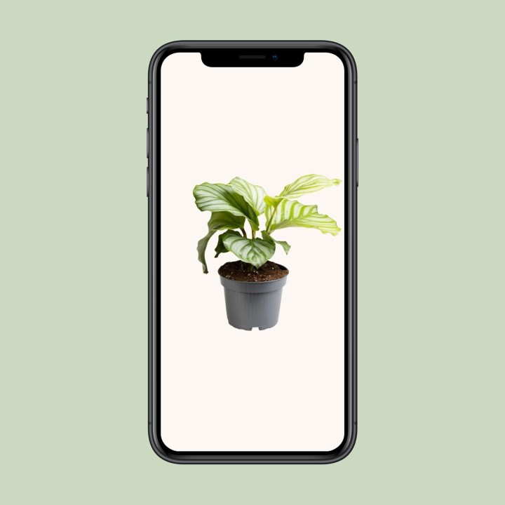 Calathea Orbifolia - Ø12Cm - ↕25Cm