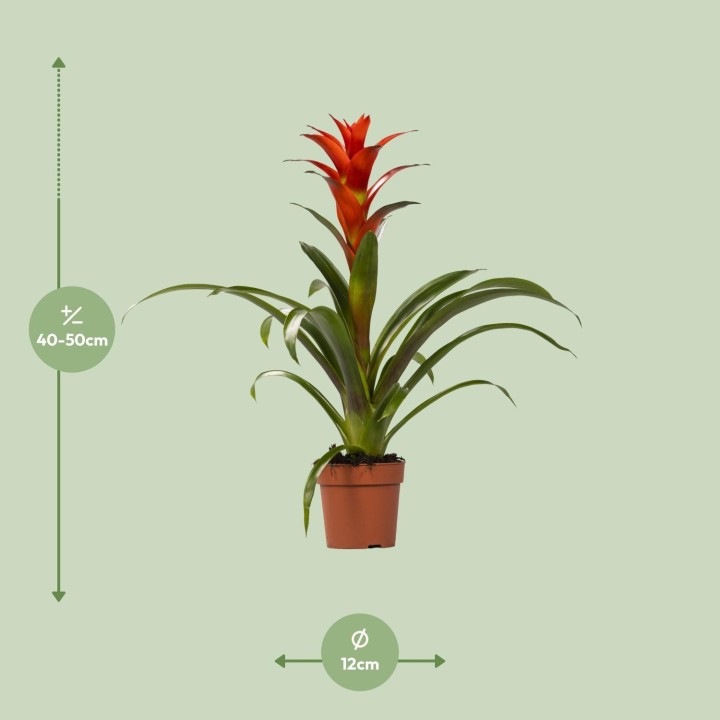 Guzmania Ostara - Ø12Cm - ↕45Cm
