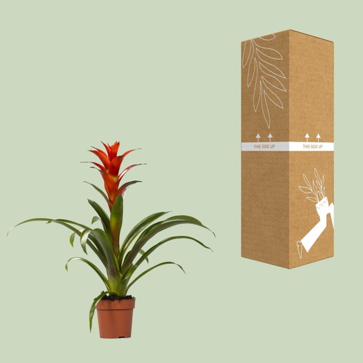 Guzmania Ostara - Ø12Cm - ↕45Cm