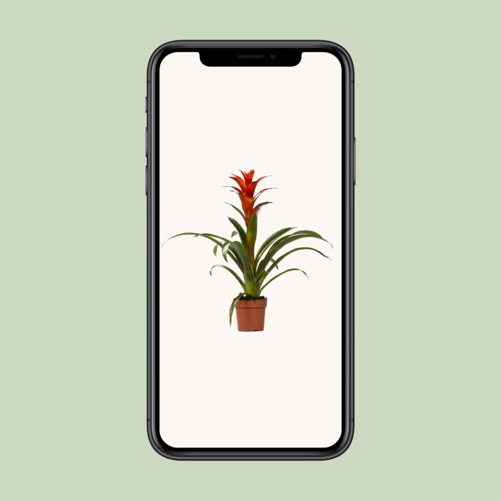 Guzmania Ostara - Ø12Cm - ↕45Cm