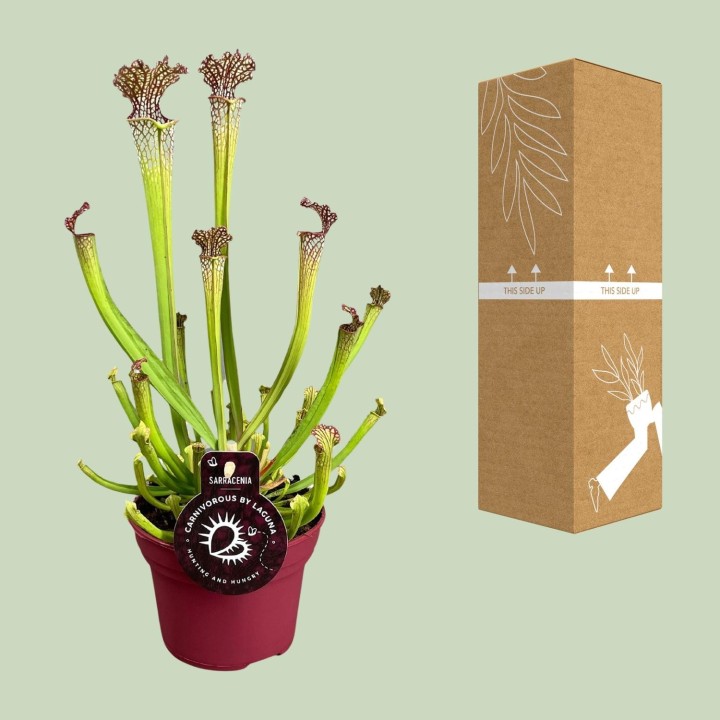 Sarracenia Farnhamii - Ø12Cm - ↕40Cm