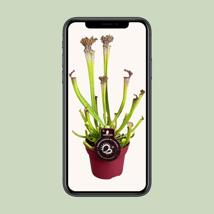 Sarracenia Farnhamii - Ø12Cm - ↕40Cm