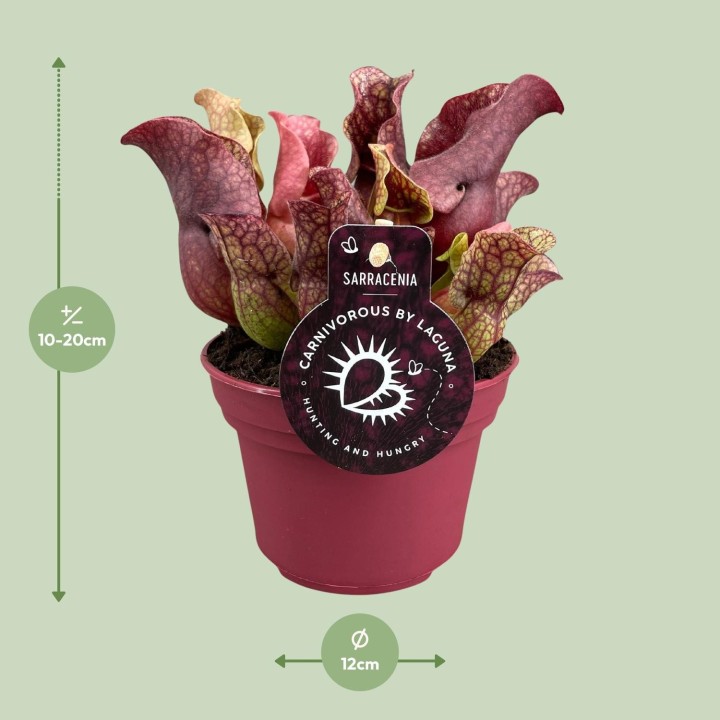 Sarracenia - Ø12Cm - ↕20Cm