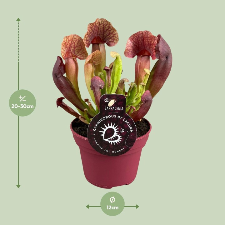 Sarracenia Catesbaei - Ø12Cm - ↕23Cm