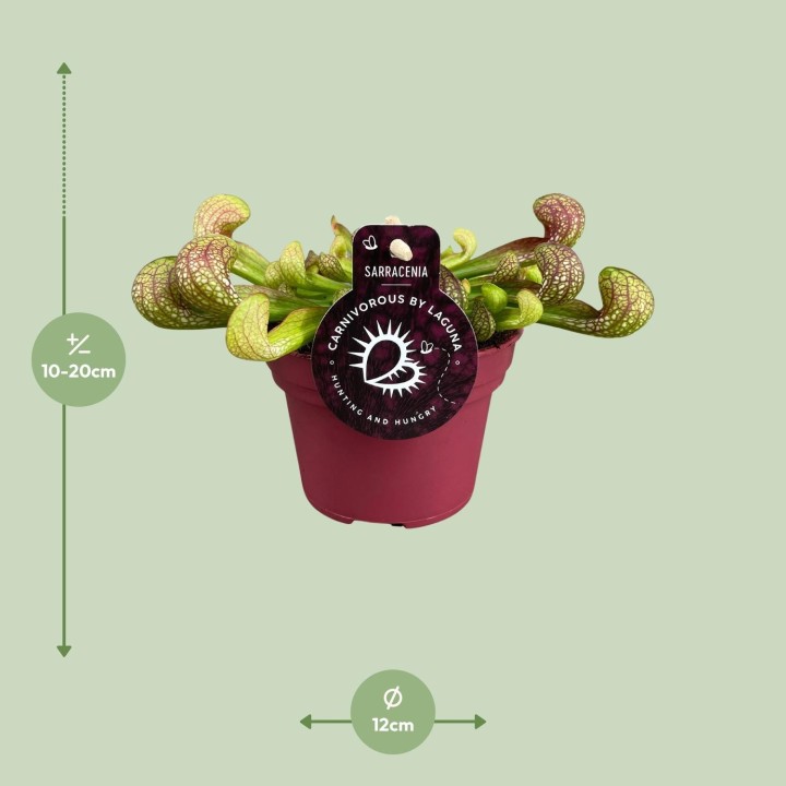 Sarracenia Psittacina - Ø12Cm - ↕13Cm