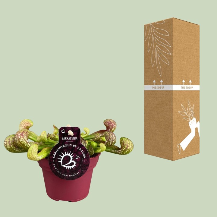 Sarracenia Psittacina - Ø12Cm - ↕13Cm