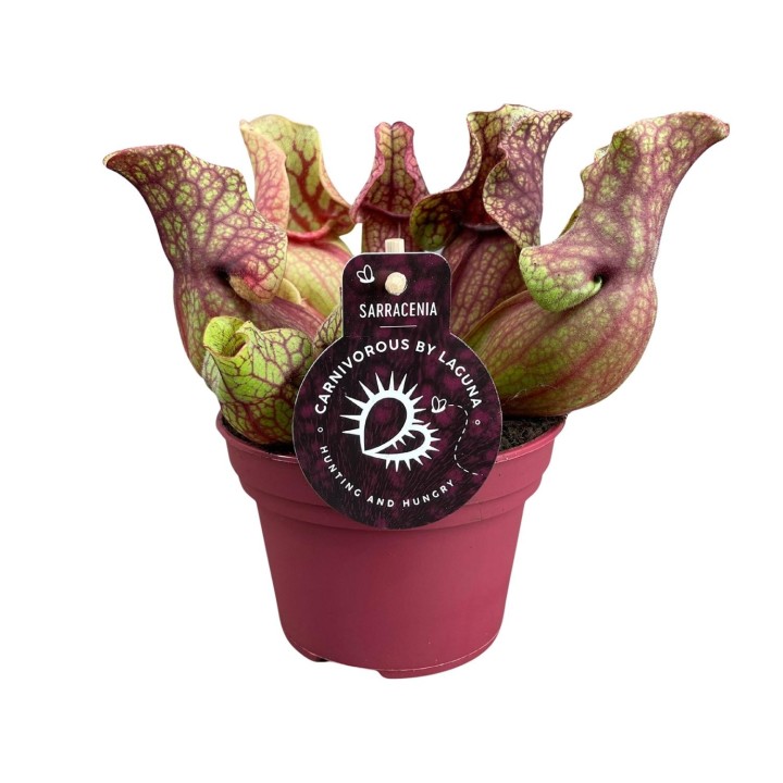 Sarracenia Venosa - Ø12Cm - ↕20Cm