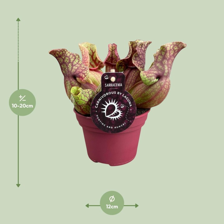 Sarracenia Venosa - Ø12Cm - ↕20Cm