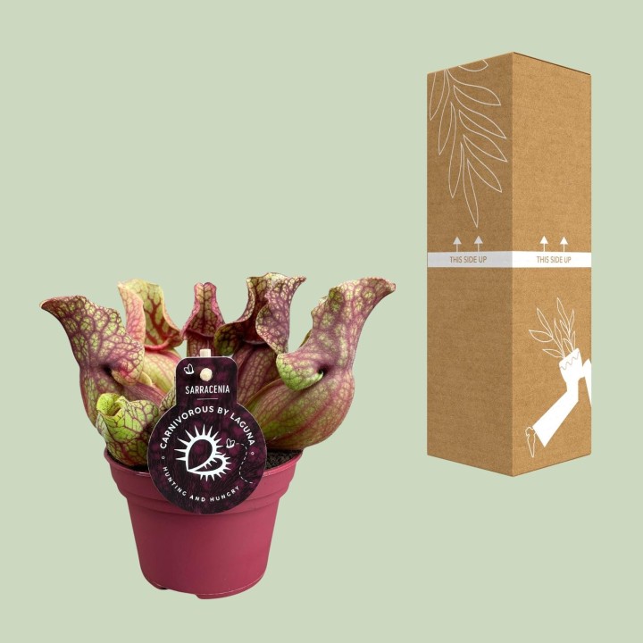 Sarracenia Venosa - Ø12Cm - ↕20Cm