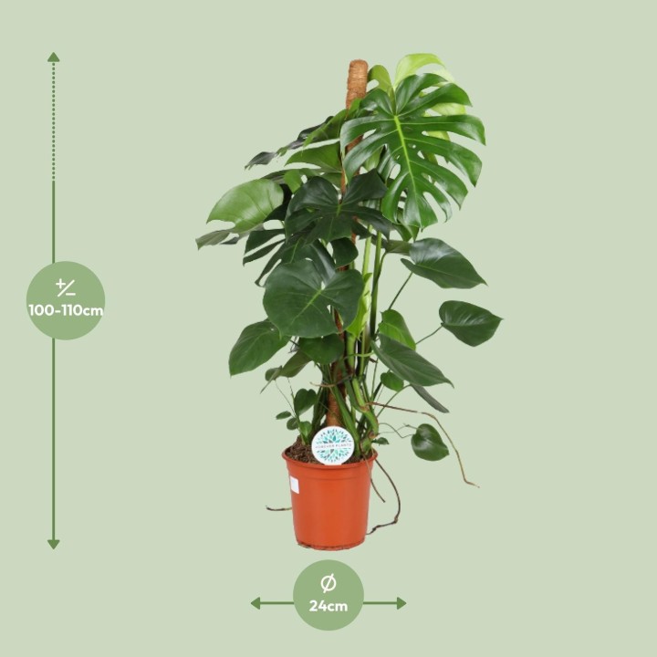 Monstera Deliciosa - Ø24Cm - ↕105Cm