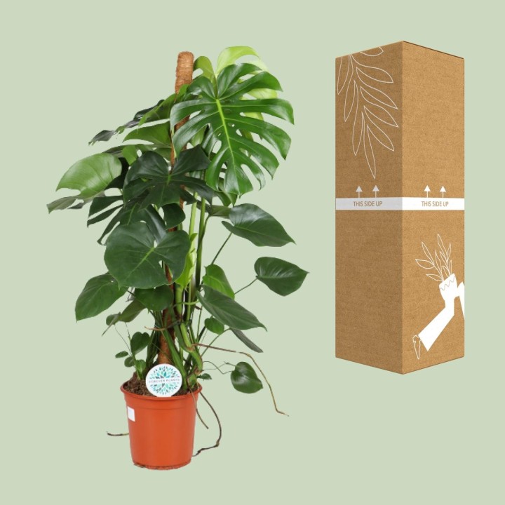 Monstera Deliciosa - Ø24Cm - ↕105Cm