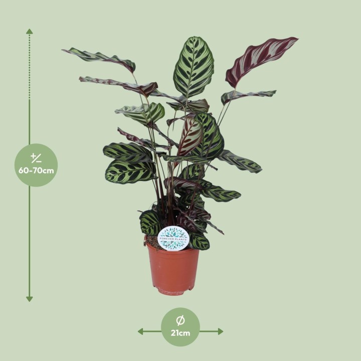 Calathea Makoyana - Ø21Cm - ↕70Cm