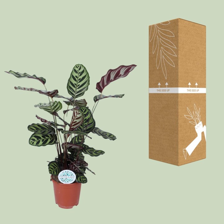 Calathea Makoyana - Ø21Cm - ↕70Cm