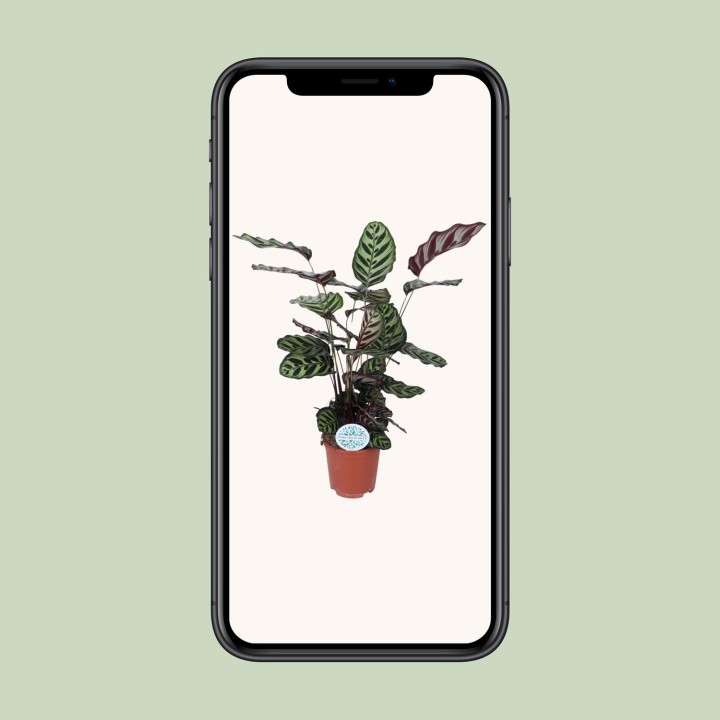 Calathea Makoyana - Ø21Cm - ↕70Cm