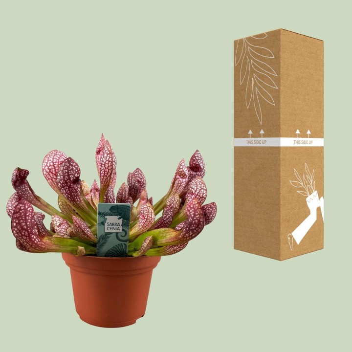 Sarracenia Scarlet Belle - Ø12Cm - ↕40Cm