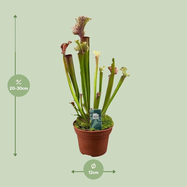 Sarracenia Judith Hindle - Ø12Cm - ↕30Cm